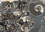 Polished Ammonite Fossil Slab - Marston Magna Marble #63844-1